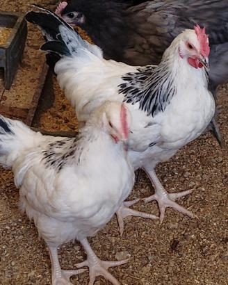 Galline ornamentali