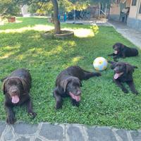 Labrador Retriever Chocolate