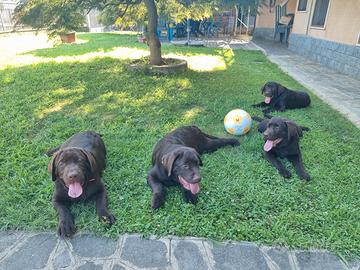 Labrador Retriever Chocolate