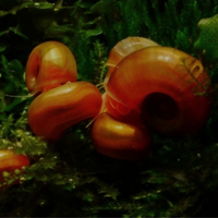Planorbella red/orange