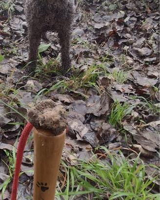 Cuccioli Lagotto romagolo