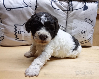 Cuccioli lagotto romagnolo