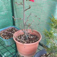 bonsai cotogno japonico