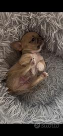 Chihuahua Toy