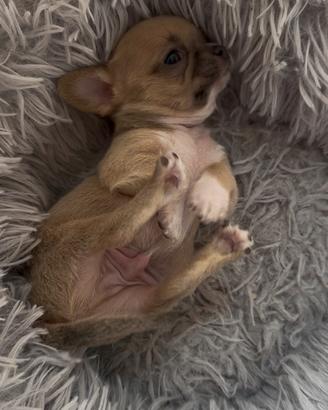 Chihuahua Toy