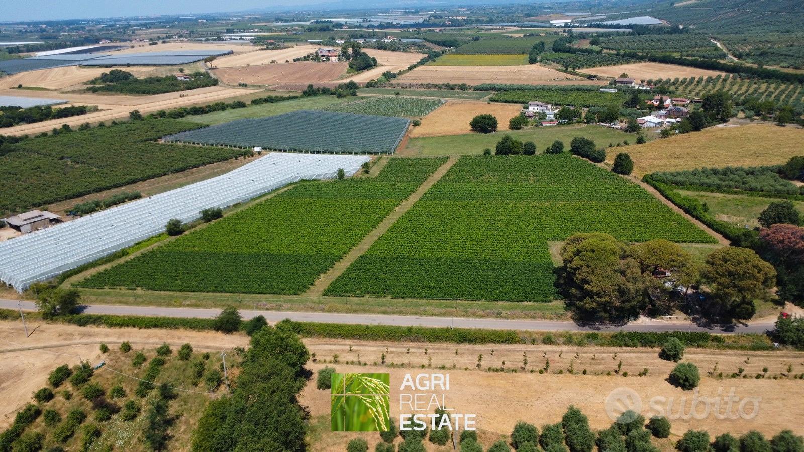 Cisterna di Latina - Vigneto di 3,5 HA | TR430 - Vista 5