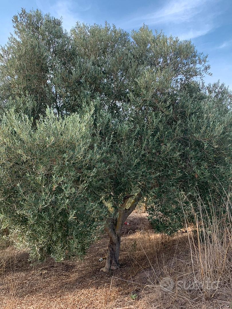 Olivetto ( leggi annuncio ) - Vista 5