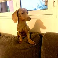 Camilla Bassotto Kaninchen vuole fidanzato