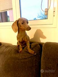 Camilla Bassotto Kaninchen vuole fidanzato