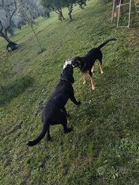 Cuccioli mix schnauzer e pastore tedesco