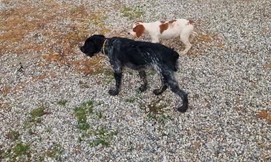 Cucciolona Epagneul Breton