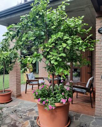 piante di limone