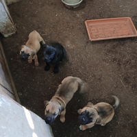 Cuccioli di cane corso