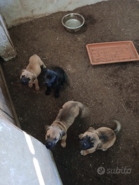 Cuccioli di cane corso