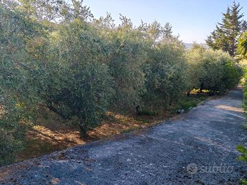 Terreno agricolo e rimessa