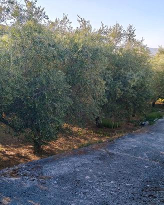 Terreno agricolo e rimessa