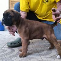 Cuccioli di Boxer