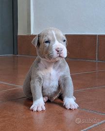 American Pitbull Terrier UKC