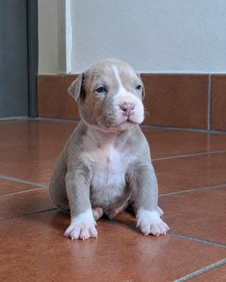 American Pitbull Terrier UKC