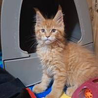 Cucciola Maine Coon con Pedigree