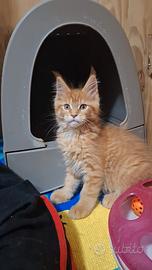 Cucciola Maine Coon con Pedigree