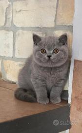British shorthair blue