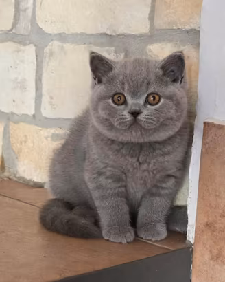 British shorthair blue