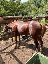 Puledra paint