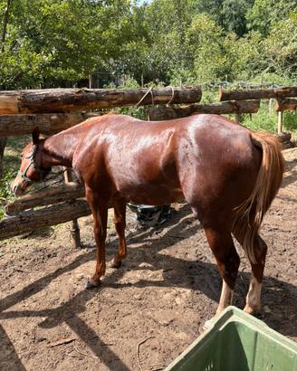 Puledra paint