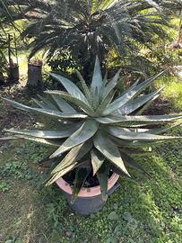 Aloe ferox o Marlothii