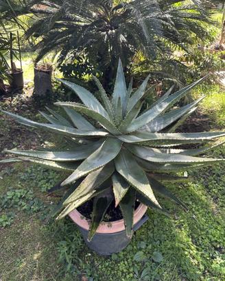 Aloe ferox o Marlothii