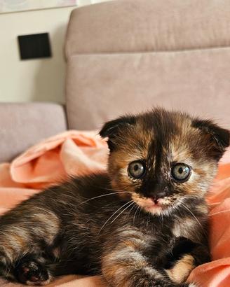 scottish fold e straight 