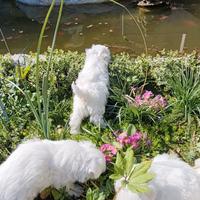 Cuccioli maltese