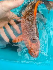 Carpe koi