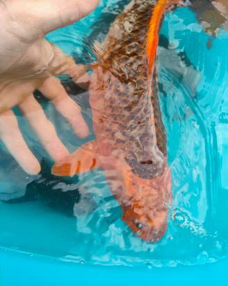 Carpe koi