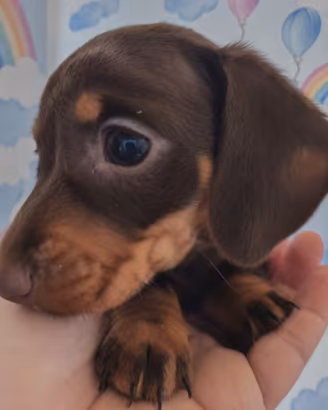 Cuccioli bassotto nano