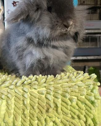 Cuccioli coniglio varie colorazioni