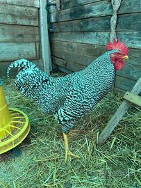 Gallo amrock