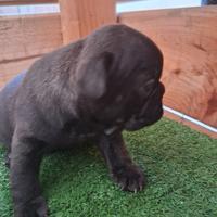 Femminuccia bulldog francese