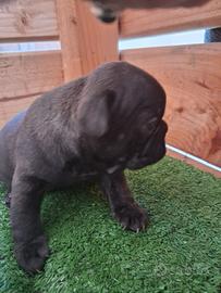 Femminuccia bulldog francese