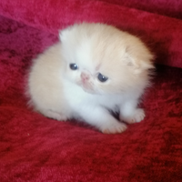 Gattini razza exotic shorthair con Pedigre