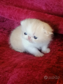 Gattini razza exotic shorthair con Pedigre