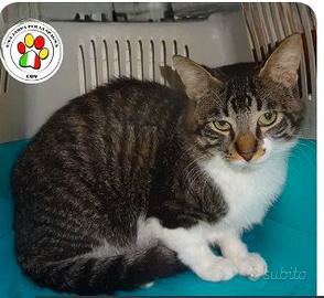 Maschio - 1 anno circa