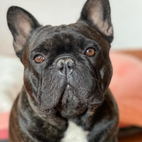 Bulldog francese
