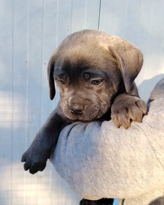 Cane corso