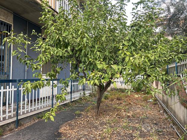 Appartamento con giardino e garage