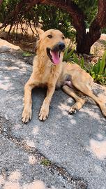 Wendy simil Golden retriever