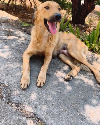 Wendy simil Golden retriever