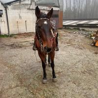 Cavallo da passeggiata