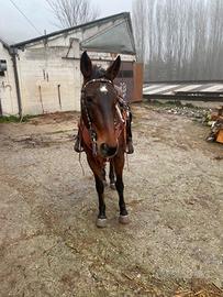 Cavallo da passeggiata